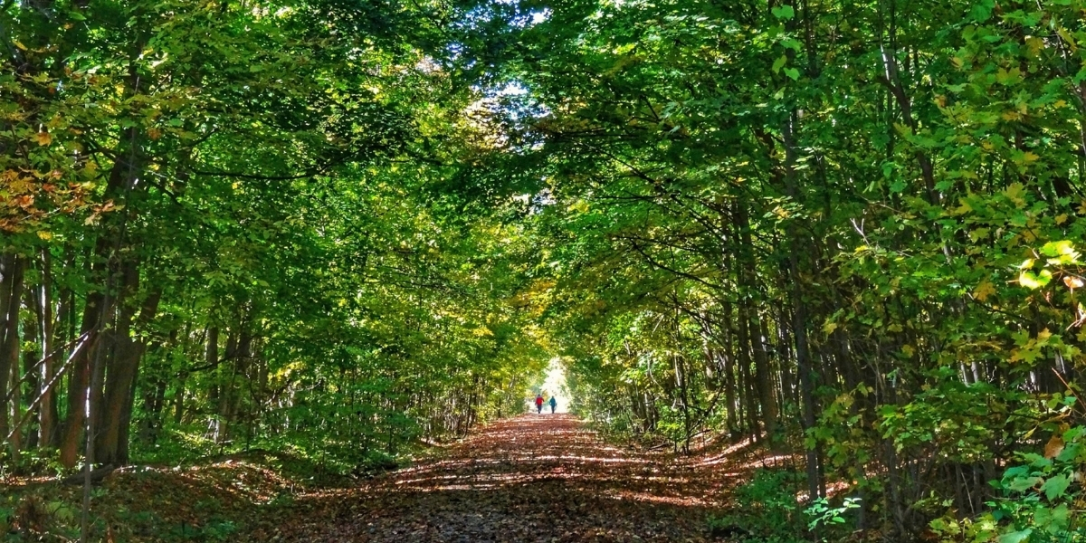 A trail surrounded by a green canopy of trees. In the distance, two people are walking on the trail.